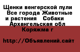 Щенки венгерской пули - Все города Животные и растения » Собаки   . Архангельская обл.,Коряжма г.